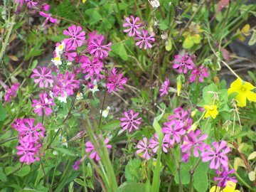 Silene colorata